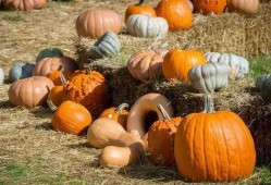 群众吃芥瓜视频大全最新,群众自制视频大全，尽享家常风味