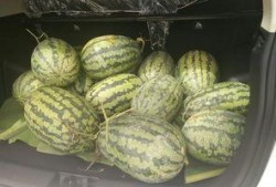 搬凳子吃瓜的视频,揭秘网络“吃瓜”文化新现象