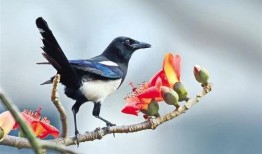 甘肃吃瓜喜鹊视频大全集