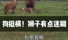 吃瓜第一线搞笑视频下载,搞笑视频下载，笑料横飞，欢乐无限！