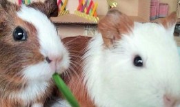 豚鼠可以吃冰哈密瓜吗视频,美味还是禁忌？