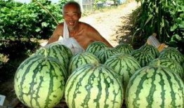 南通梨园路吃瓜视频,一场街头美食盛宴