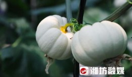 潍坊跳舞吃瓜视频,一幕幕欢乐时光