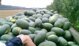 河南省镇平县吃瓜视频,一场吃瓜视频引发的乡愁盛宴