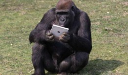 超级吃瓜大猩猩视频下载,揭秘热门视频背后的下载攻略