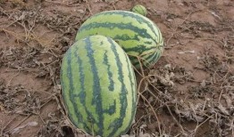 小视频 吃瓜,娱乐至上的时代潮流