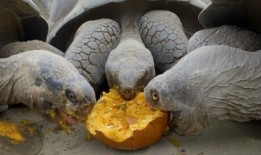 乌龟吃瓜的视频,萌态十足引网友热议