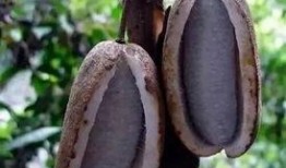 八月瓜吃货视频大全集下载,美味瞬间，一网打尽