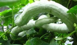 蛇瓜可要去皮吃吗视频教程