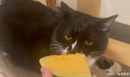 猫怎么吃哈密瓜最好呢视频,猫享用哈密瓜的完美指南