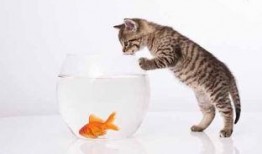 猫咪吃白瓜好吗视频播放