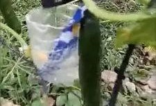 金鸽吃瓜事件视频