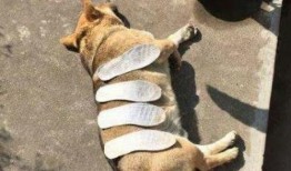 狗妞赵爷爷吃瓜视频,趣味横生的家庭欢乐时光