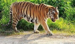 老虎吃瓜故事大全视频,趣味横生的动物故事集锦