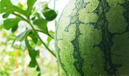 森林防火原创视频吃瓜,吃瓜群众也能参与的守护行动