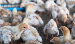 蓝瓜给小鸡吃可以吗视频,温馨互动背后的育儿启示