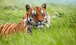 老虎吃瓜故事大全视频,趣味横生的动物故事集锦