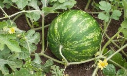 吃瓜讲解长视频,揭秘热门事件背后的真相