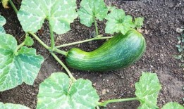 河北瓠瓜怎么吃最好吃视频,视频教你如何烹饪最佳口感