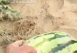 刺猬吃瓜的视频大全集,趣味视频大全集回顾