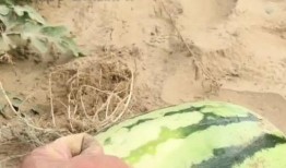 刺猬吃瓜的视频大全集,趣味视频大全集回顾