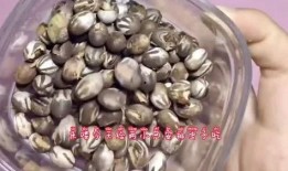 白瓜被虫吃怎么办视频大全,视频大全解析