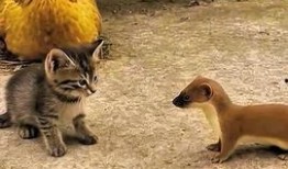 动物吃瓜搞笑段子大全视频,萌宠演绎欢乐喜剧