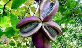 下雪吃八月瓜视频,品尝八月瓜的独特风味