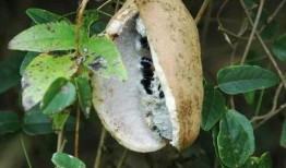 主播吃八月瓜视频,口感独特引网友热议！