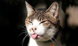 吃瓜小花猫搞笑视频,吃瓜小花猫的欢乐日常