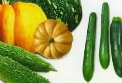 在哪里可以找到吃瓜视频,哪里可以轻松找到热门吃瓜视频