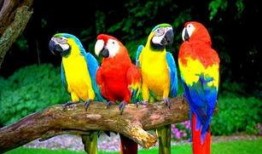 鹦鹉吃瓜会吃死吗视频播放,鹦鹉吃瓜致命真相揭秘