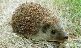 刺猬吃瓜的视频大全集,趣味视频大全集回顾