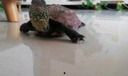 乌龟吃瓜的视频,萌态十足引网友热议