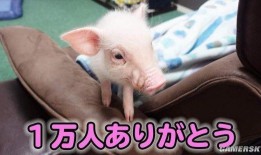 猪会吃蛇瓜吗视频,揭秘猪与蛇瓜的奇妙互动