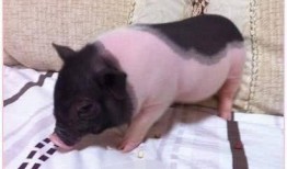 宠物猪吃哈密瓜视频教程,宠物猪如何享用美味哈密瓜