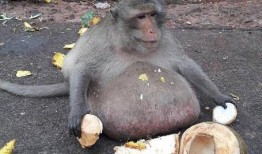 猴子吃甜宝瓜视频大全,萌态百出视频大盘点