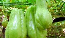 偷摘佛手瓜怎么吃视频讲解,视频教你美味家常做法