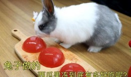 西瓜视频兔子吃瓜