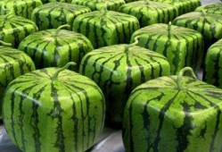 中国最早吃瓜视频,最早吃瓜视频的传奇故事