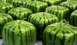 中国最早吃瓜视频,最早吃瓜视频的传奇故事