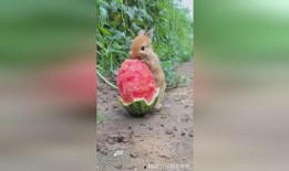 西瓜视频兔子吃瓜