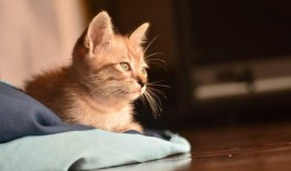 猫怎么吃哈密瓜最好呢视频,猫享用哈密瓜的完美指南