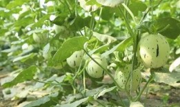 瓜州县发生的吃瓜事件视频,一场引发热议的网络狂欢