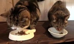 猫咪可以吃瓠瓜吗视频,瓠瓜的食用指南