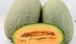 戈壁滩吃哈密瓜视频,见证哈密瓜的神奇之旅