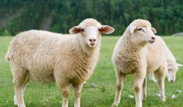 三只羊吃瓜外网视频,萌态可掬引网友热议