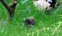 吃瓜动物视频下载安装最新,轻松获取最新娱乐内容攻略