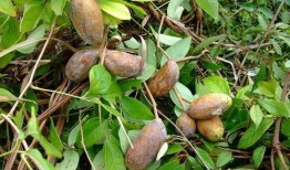 吃八月瓜的视频大全播放,视频大全播放盛宴