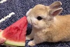 西瓜视频兔子吃瓜